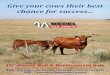 Wedel Red Angus - 15th Annual Bull and Replacement Sale