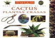 Guia para el cuidado de los cactus y plantas crasas