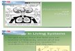 Photosynthesis & Cellular Respiration Powerpoint