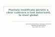 97327_Plantele Modificate Genetic Autorizate La Nivel