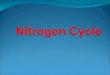 Nitrogen Cycle02