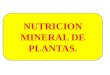 4 Nutricion Mineral