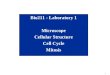 1 Bio211 - Laboratory 1 Microscope Cellular Structure Cell Cycle Mitosis