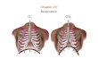 Chapter 28: Respiration O2O2 CO 2. Chapter 28: Respiration Features of Respiratory Systems: 1) Moist surface (to dissolve gas) 2) Thin cells lining surface