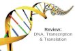 Review: DNA, Transcription & Translation. Structure DNA Code for proteins Double Stranded Helix Can NOT leave nucleus Made of Sugar (deoxyribose), Phosphate