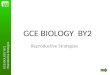 GCE BIOLOGY BY2 Reproductive Strategies GCE BIOLOGY BY2 Reproductive Strategies