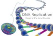 DNA Replication Copying the genetic code. DNA Replication  Unpack the Chromosomes  Unzip the DNA  Base pairing at the replication fork  Leading strand