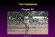 Mader: Biology 8 th Ed. The Protostomes Chapter 30