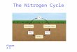 Figure 4.4 The Nitrogen Cycle. While N 2 is the ultimate source and sink of biospheric nitrogen, several oxidized and reduced forms occur in the environment