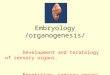 Embryology /organogenesis/ Development and teratology of sensory organs. Repetition: sensory organs