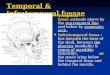 Temporal & infratemporal fossae Temporal fossa :extends above by the sup.temporal line and below by zygomatic arch. Temporal fossa :extends above by the