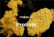 Chapter 20 Protists. I.Protists are divided into 3 groups: 1. Animallike- must absorb food 2. Plantlike- make own food. 3. Funguslike