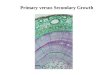 Primary versus Secondary Growth. Origins of Primary Growth: Apical and Primary Meristems