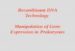 Recombinant DNA Technology Manipulation of Gene Expression in Prokaryotes