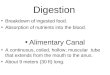 Digestion Breakdown of ingested food. Absorption of nutrients into the blood. Alimentary Canal A continuous, coiled, hollow, muscular tube that extends