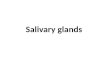 Salivary glands. Objectives: Enlist the salivary glands. Define their location. Discuss the parotid gland. Where does the parotid duct open. Describe
