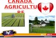 CANADA AGRICULTUR E. The placements are for large crop farms, some mixed beef and crop farms, so some equipment experience is a must. We need 10 good