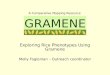 Exploring Rice Phenotypes Using Gramene Molly Fogleman – Outreach coordinator A Comparative Mapping Resource GRAMENE
