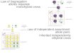 Law of Segregation alleles separate monohybrid cross Law of Independent assortment allele pairs inherited independently dihybrid cross
