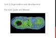 THE CELL CYCLE AND MITOSIS UNIT 3 ORGANIZATION AND DEVELOPMENT