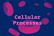 Cellular Processes. Homeostasis The ability or tendency to maintain internal equilibrium. –Maintain – “keep” –Internal – “inside” –Equilibrium – “stable