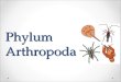 Phylum Arthropoda. ARTHROPODS Largest Phylum o Insects Bilateral symmetry Segmented bodies Exoskeleton of chitin & protein o Ecdysozoa
