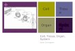 + Cell, Tissue, Organ, System Sarah Cunningham Cell Tissue OrganSystem