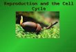 Reproduction and the Cell Cycle. Reproduction The creation of a new organism by one or more “parent” organisms