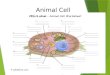 Animal Cell. Sexual and asexual reproduction ïµ Among living organisms, there are two types of reproduction-asexual and sexual. ïµ Each type of reproduction