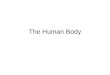 The Human Body. Levels of Organization in the Body Cells Tissues –Epithelial, connective, muscular, nervous Organs –Examples include stomach, liver, heart