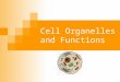 Cell Organelles and Functions. Outside the Cell - Cell Wall Made of cellulose Freely permeable to water and most solutes Only in Plant cells Maintains