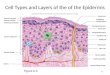 6-1 Cell Types and Layers of the of the Epidermis Figure 6.3 Dermal blood vessels Tactile cell Melanocyte Dead keratinocytes Exfoliating keratinocytes