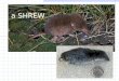 A SHREW. SYMBIOSIS Two species living together in close association. (Also called “symbiotic relationships”)
