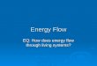 Energy Flow EQ: How does energy flow through living systems?