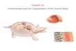 Chapter 26: Homeostasis and the Organization of the Animal Body