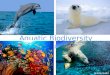 Aquatic Biodiversity Reduction Selena Sudol. Marine Biodiversity is, plain and simple, the diversity of organisms in marine environments. It is the variety