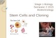 Stage 1 Biology Semester 2 2015 Biotechnology Stem Cells and Cloning