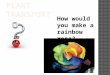 How would you make a rainbow rose?. Success ! To relate the structure of xylem and phloem to their function (A Grade) To explain how substances are transported