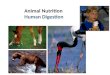Animal Nutrition Human Digestion What do animals need to live? Animals make energy using: – food – oxygen Animals build bodies using: – food for raw