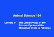 Animal Science 434 Lecture 11:The Luteal Phase of the Estrous Cycle and the Menstrual Cycle in Primates