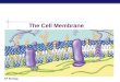 AP Biology The Cell Membrane AP Biology Overview  The cell membrane separates the inside of a living cell from its surroundings  Function to maintain