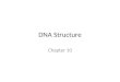 DNA Structure Chapter 10. Nucleic Acids Polymers made of nucleotides Sugar-phosphate backbone (sides) Nitrogenous bases face in (rungs) – Purines (2 rings)