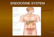 ENDOCRINE SYSTEM. Objectives Describe the functions of the endocrine glands and there hormones. Describe the functions of the endocrine glands and there