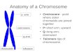 Anatomy of a Chromosome Centromere - point where sister chromatids are joined together P=short arm; upward Q=long arm; downward Telomere-tips of chromosome