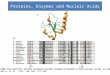 Proteins, Enzymes and Nucleic Acids The DNA/RNA non-specific Serratia nuclease prefers double-stranded A-form nucleic acids as substrates Gregor Meiss,