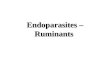 Endoparasites – Ruminants. Goals and Objectives Understand the influence of parasitism on production Become familiar with the types of parasites afflicting