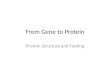 From Gene to Protein Protein Structure and Folding