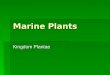 Marine Plants Kingdom Plantae. Multicellular Algae  Structure  Lack leaves, stems and roots  Body is called Thallus  Blade is the flat leaf like structure
