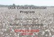 UGA Cotton Extension Program Guy D. Collins, Ph.D. Extension Cotton Agronomist University of Georgia Tifton, GA