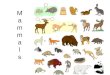 MammalsMammals. Classification Kingdom: Animalia Phylum: Chordata Subphylum: Vertebrata Class: Mammalia Subclasses: Marsupials, Monotremes, Placentas